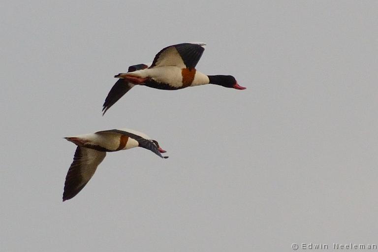 ENE-20120612-0194.jpg - [nl] Bergeend ( Tadorna tadorna  | Budle Bay, Northumberland, Engeland[en] Common Shelduck ( Tadorna tadorna  | Budle Bay, Northumberland, England